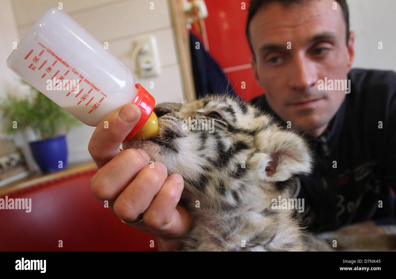 Landsberg am Lech, Germany, 10 May 2013. Tamer Christian Walliser feeds three week old tiger cub Yarisha with special milk from a baby bottle in his motor home in Landsberg am Lech, Germany, 10 May 2013. Three days after its birth, the cub was rejected by its mother and since then Christian Walliser has been raising the cub himself. Yarisha means the pugnacious one. Photo: Karl-Josef Hildenbrand/DPA/Alamy Live News Stock Photo
