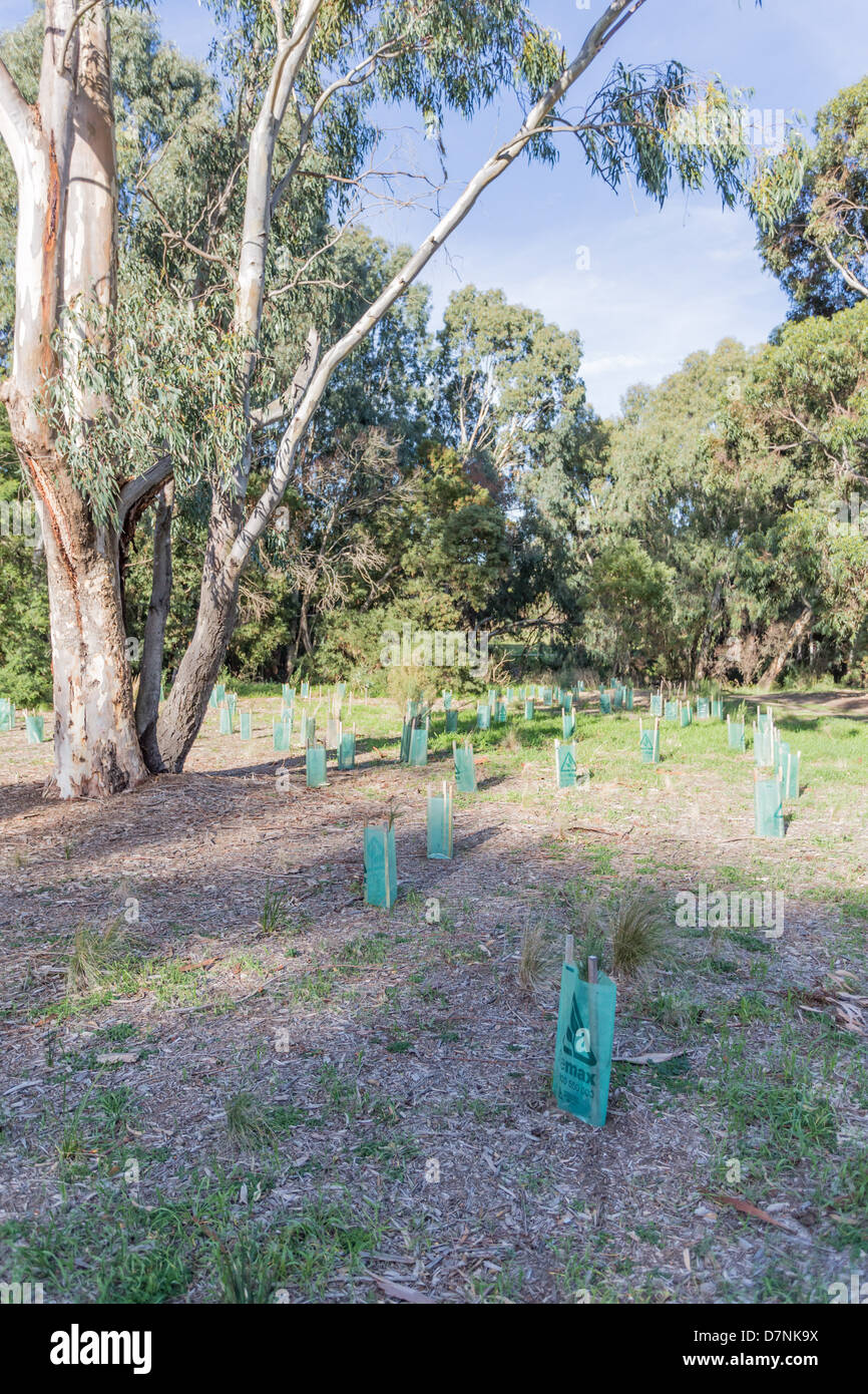 regenerating parkland with small tree seedlings protected from environment. Stock Photo