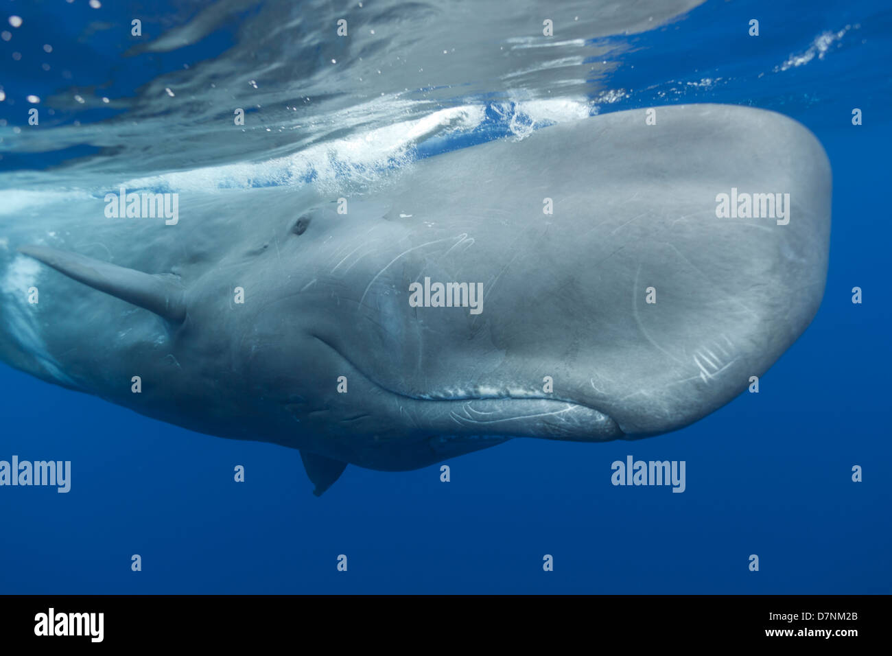 Зубы кашалота фото. Кашалот это зубатый кит. Кашалот в Антарктиде. Кашалоты Тихого океана. Киты Кашалоты Антарктида.