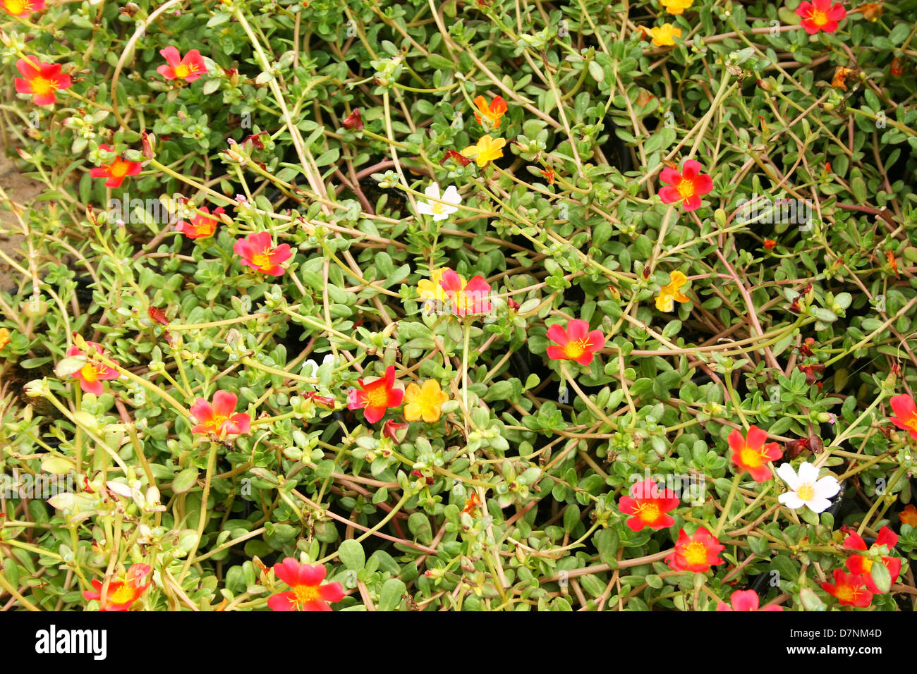 Colorful flowers in the garden Stock Photo - Alamy