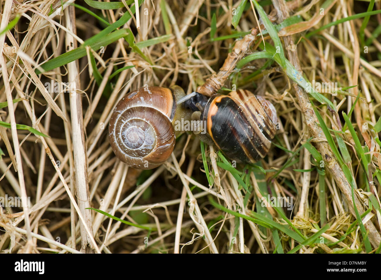 Mating pair of darklipped banded snails, Cepaea nemoralis, on a damp