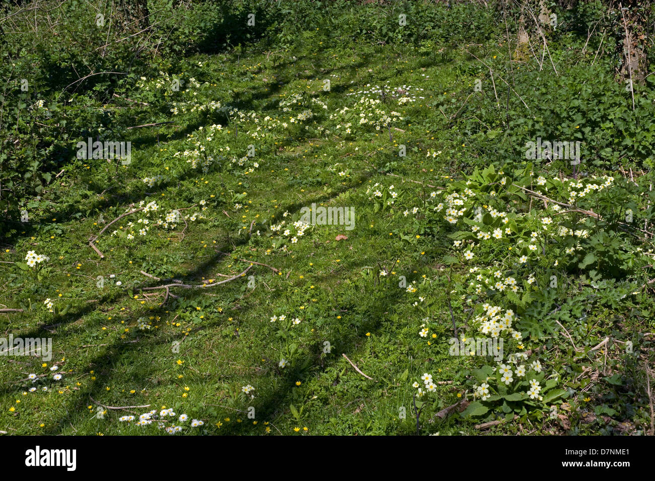 Primroses, Primula vulgaris, flowering in sunlight in a spring woodland Stock Photo