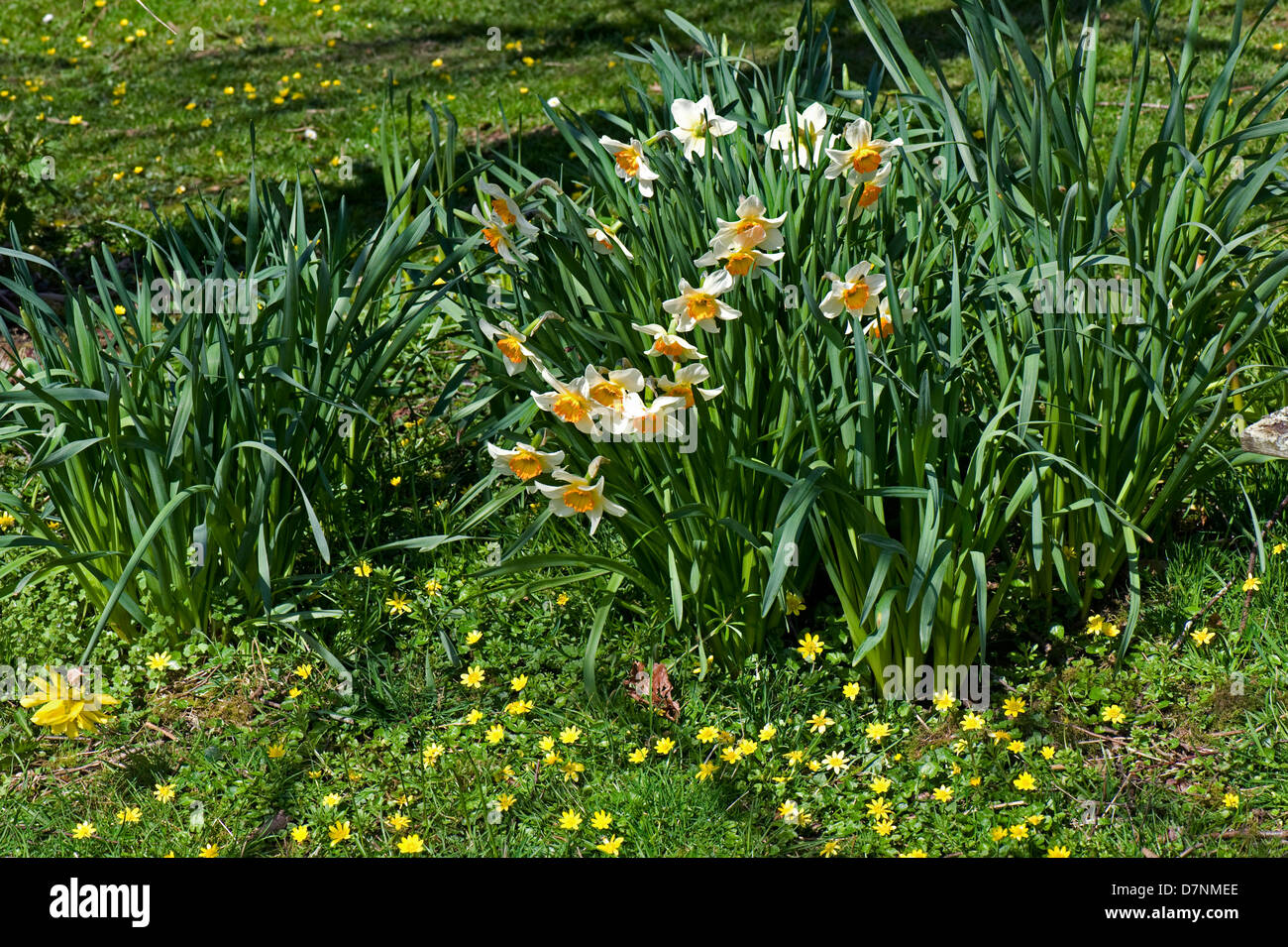 Large cupped Narcissus with two toned orange corona and pale yellow petals with lesser celandines by woodland in springtime Stock Photo