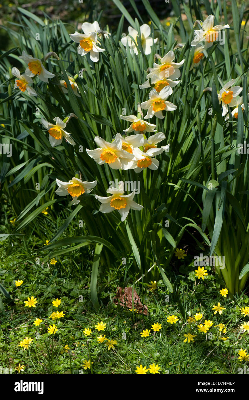 Large cupped Narcissus with two toned orange corona and pale yellow petals by woodland in springtime with celandines Stock Photo