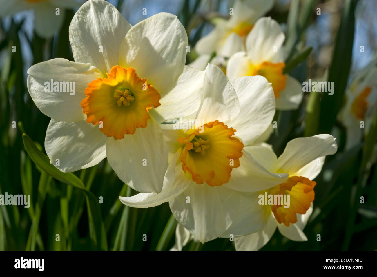 Large cupped Narcissus with two toned orange corona and pale yellow petals by woodland in springtime Stock Photo
