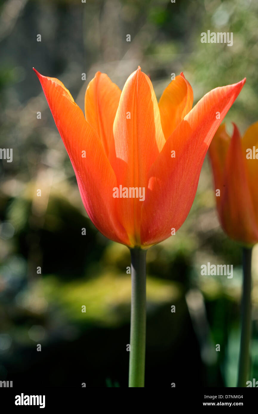 Lily orange flowered tulip 'Ballerina' Stock Photo