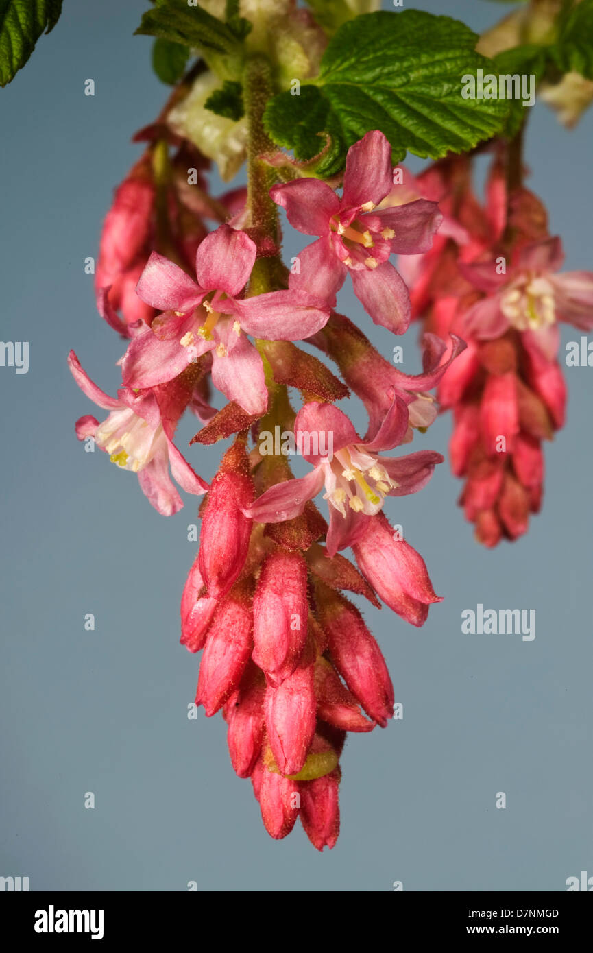 Canadian flowering currant, Ribes sanguineum, flower against a blue background Stock Photo