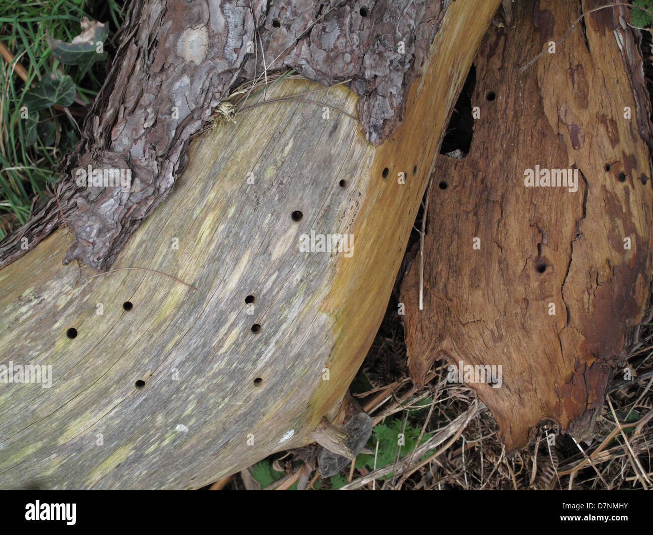 Holes caused by a wood boring beetle larva in the soft wood trunk of a fallen scots pine tree Stock Photo