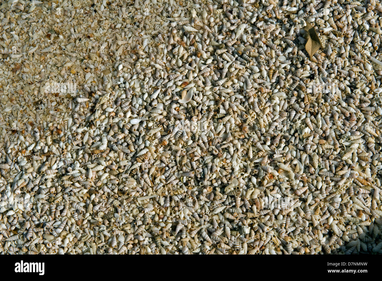 Beach with larger numbers of small sea shells, Abu Dhabi, United Arab Emirates Stock Photo