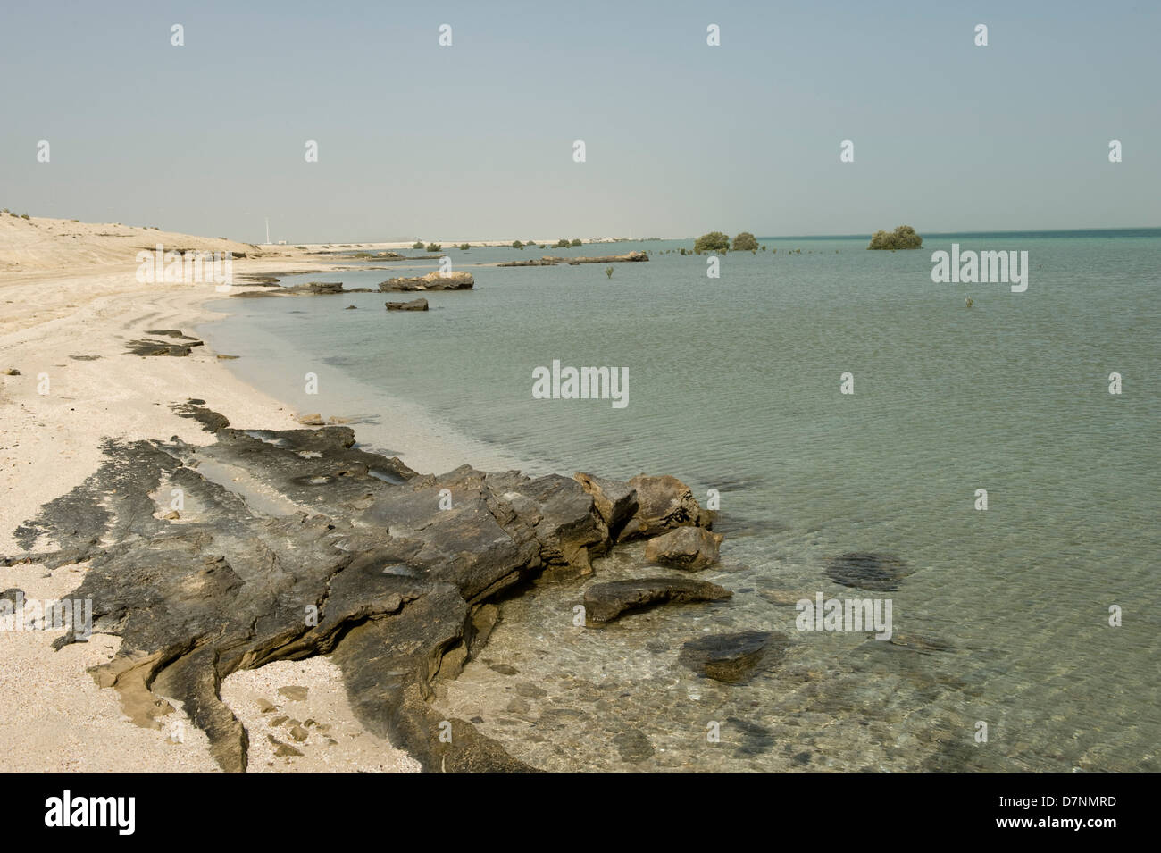 A remote Abu Dhabi beach with rocks, sand sea on the Arabian Gulf at high water and isolate mature and young grey mangroves Stock Photo