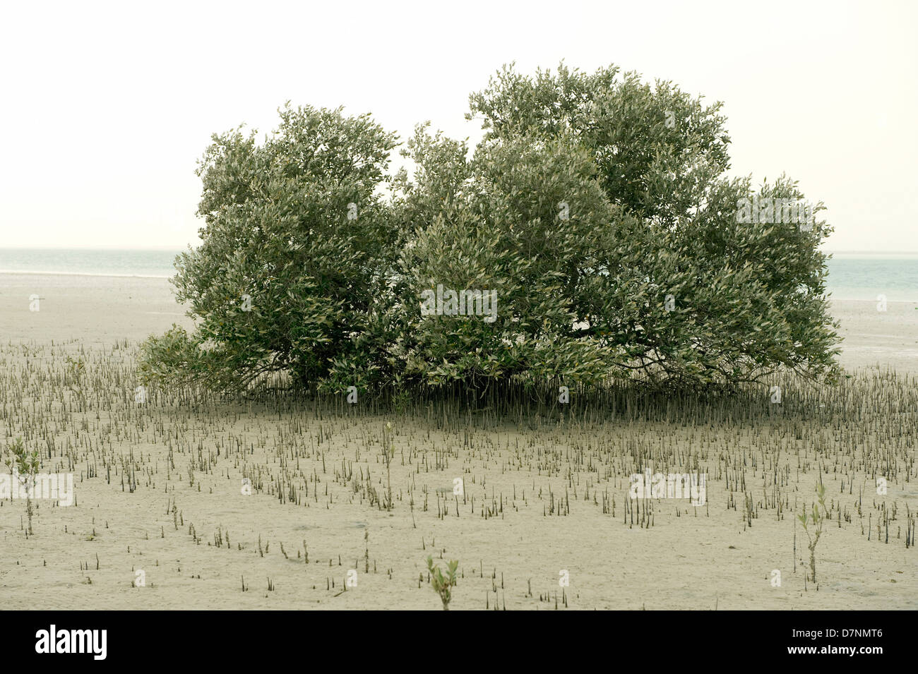 A mature grey mangrove, Avicennia marina, tree at low tide with aerial roots or pneumatophores sticking up above the sand Stock Photo