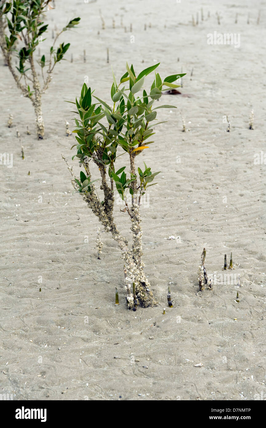 A young grey mangrove, Avicennia marina, tree at low tide with aerial roots or pneumatophores sticking up above the sand Stock Photo