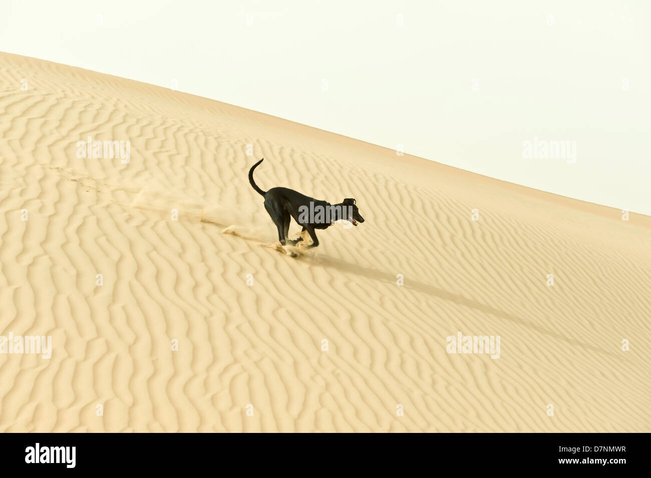 A typical 'desert dog', a black saluki cross running on sand dunes in the desert, Abu Dhabi Stock Photo