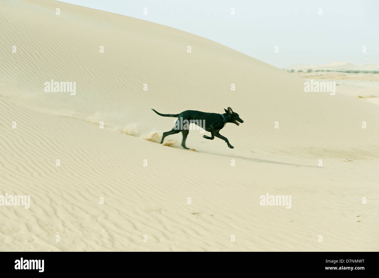 A typical 'desert dog', a black saluki cross running on sand dunes in the desert, Abu Dhabi Stock Photo