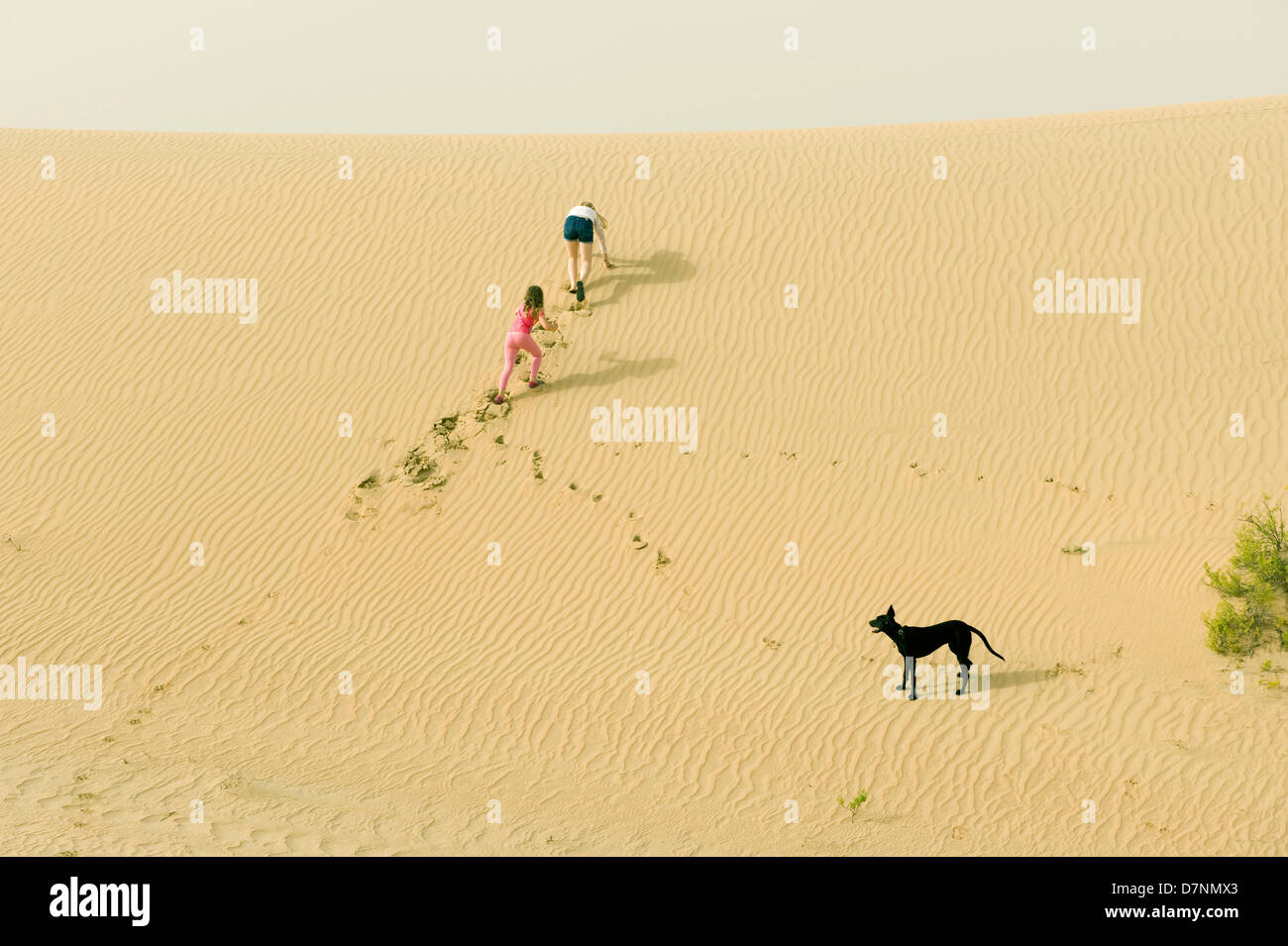 A typical 'desert dog', a black saluki cross and children playing on sand dunes in the desert, Abu Dhabi Stock Photo