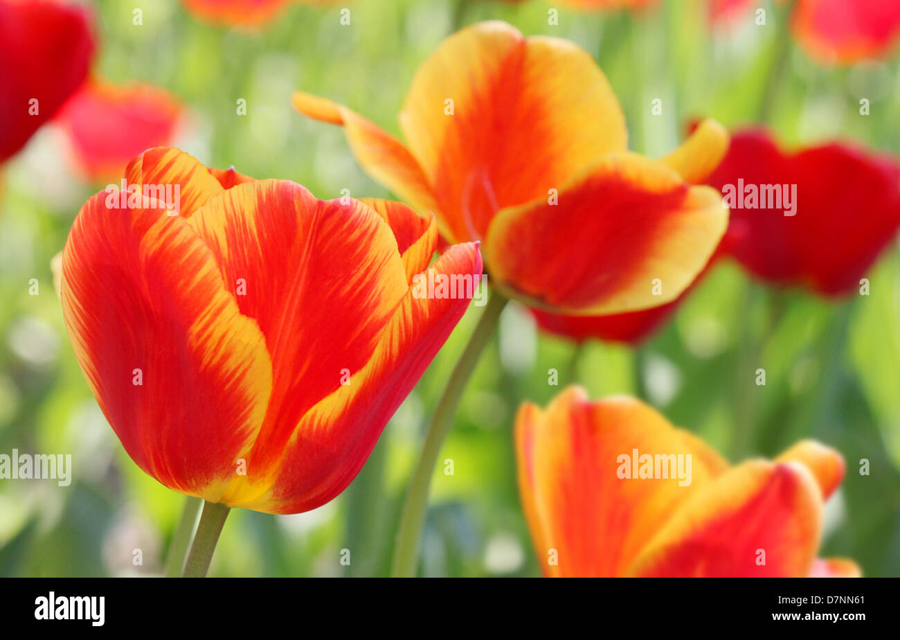 close up of red with yellow tulips Stock Photo - Alamy