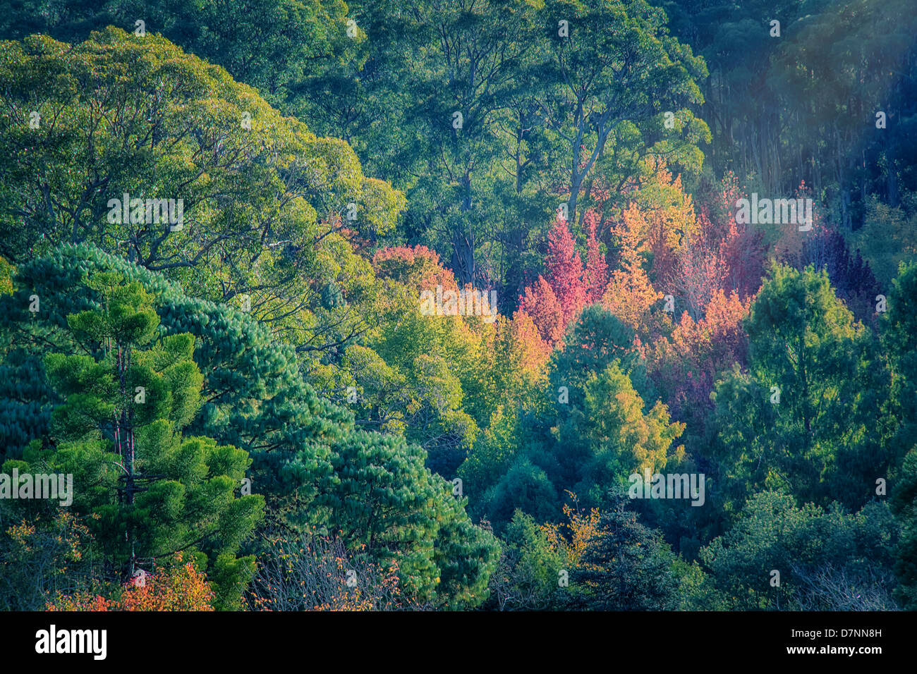 Autumn leaves at Mt Lofty as European trees start changing colour amid the evergreen vegetation. Stock Photo