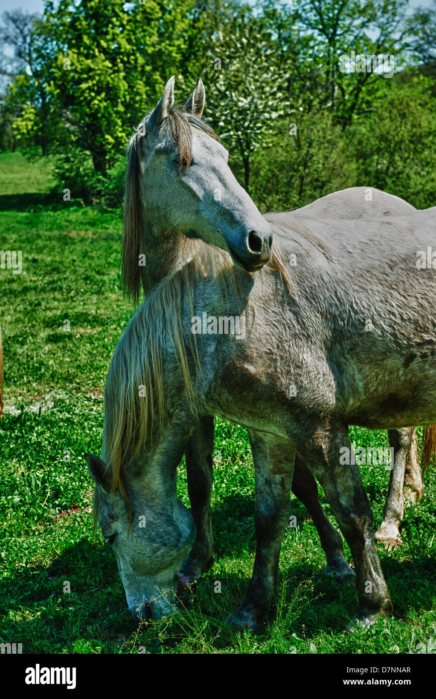 two white horses Stock Photo Alamy