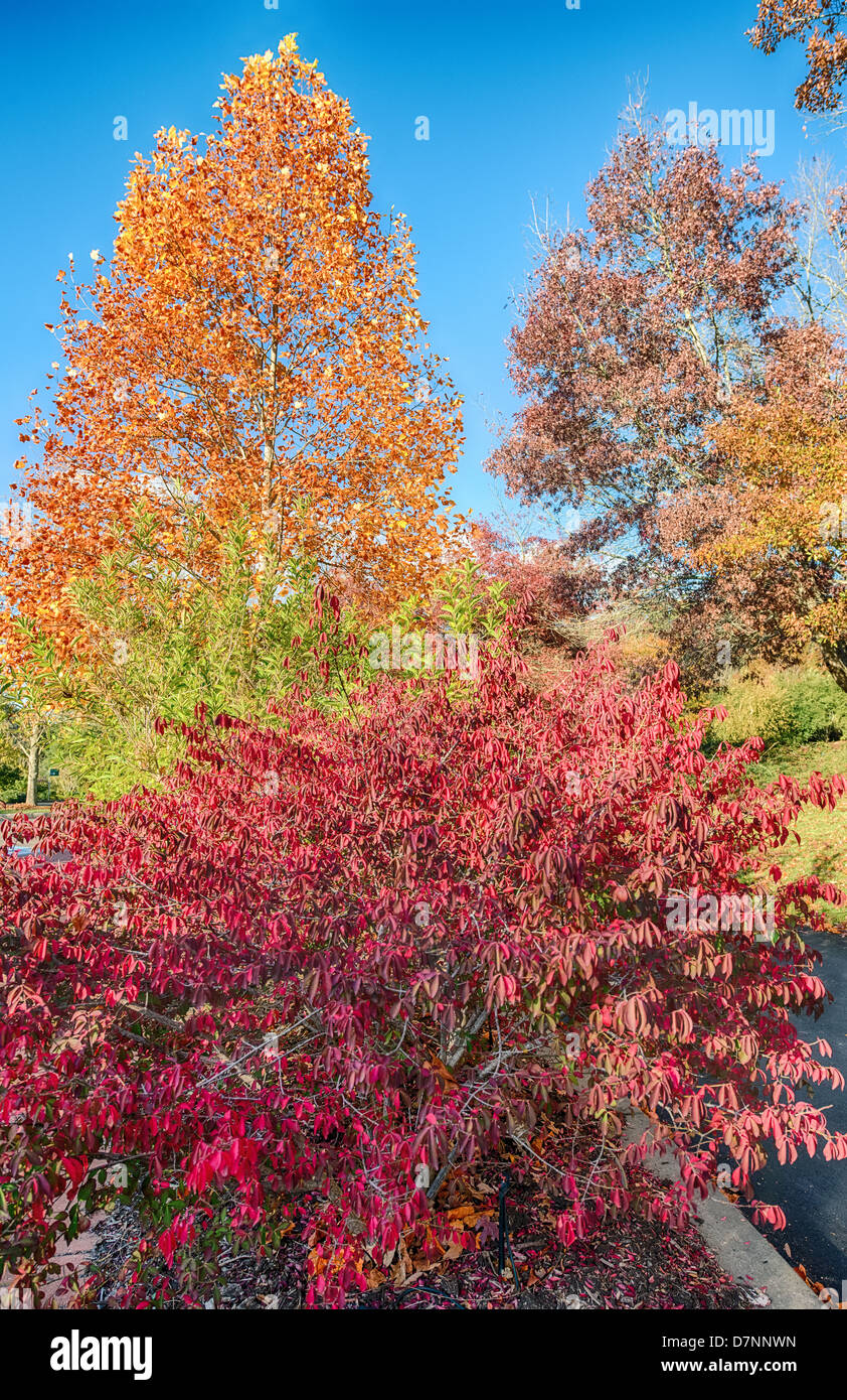 Autumn leavesat Mt Lofty as European trees start changing colour amid the evergreen vegetation. Stock Photo