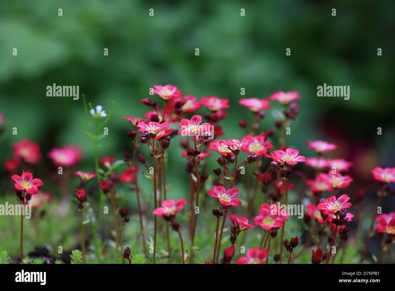 Sedum Saxifrage red flowers in spring Stock Photo