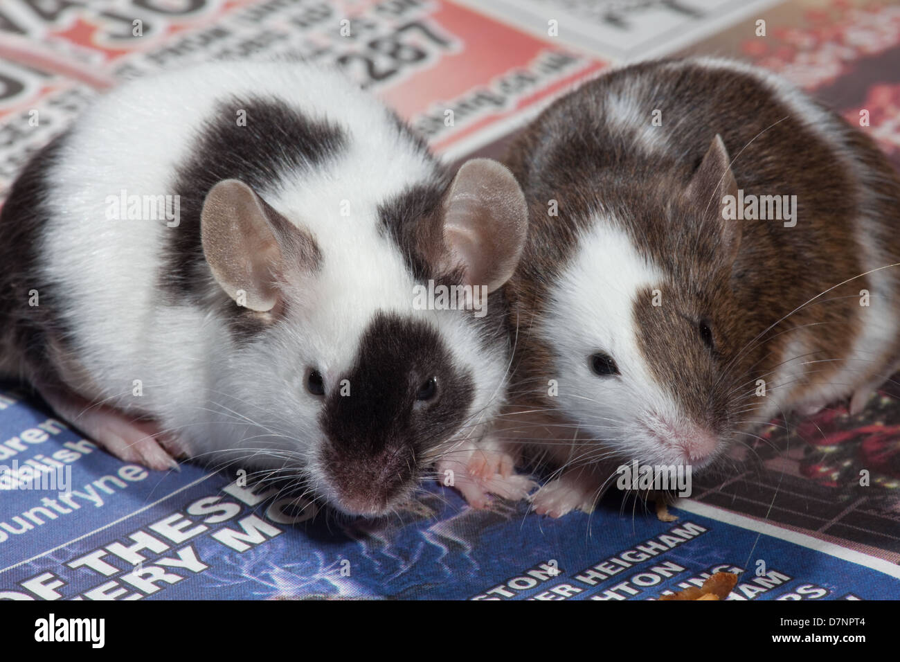 Domestic Pet Black and White or Pied Mice (Mus musculus). Stock Photo