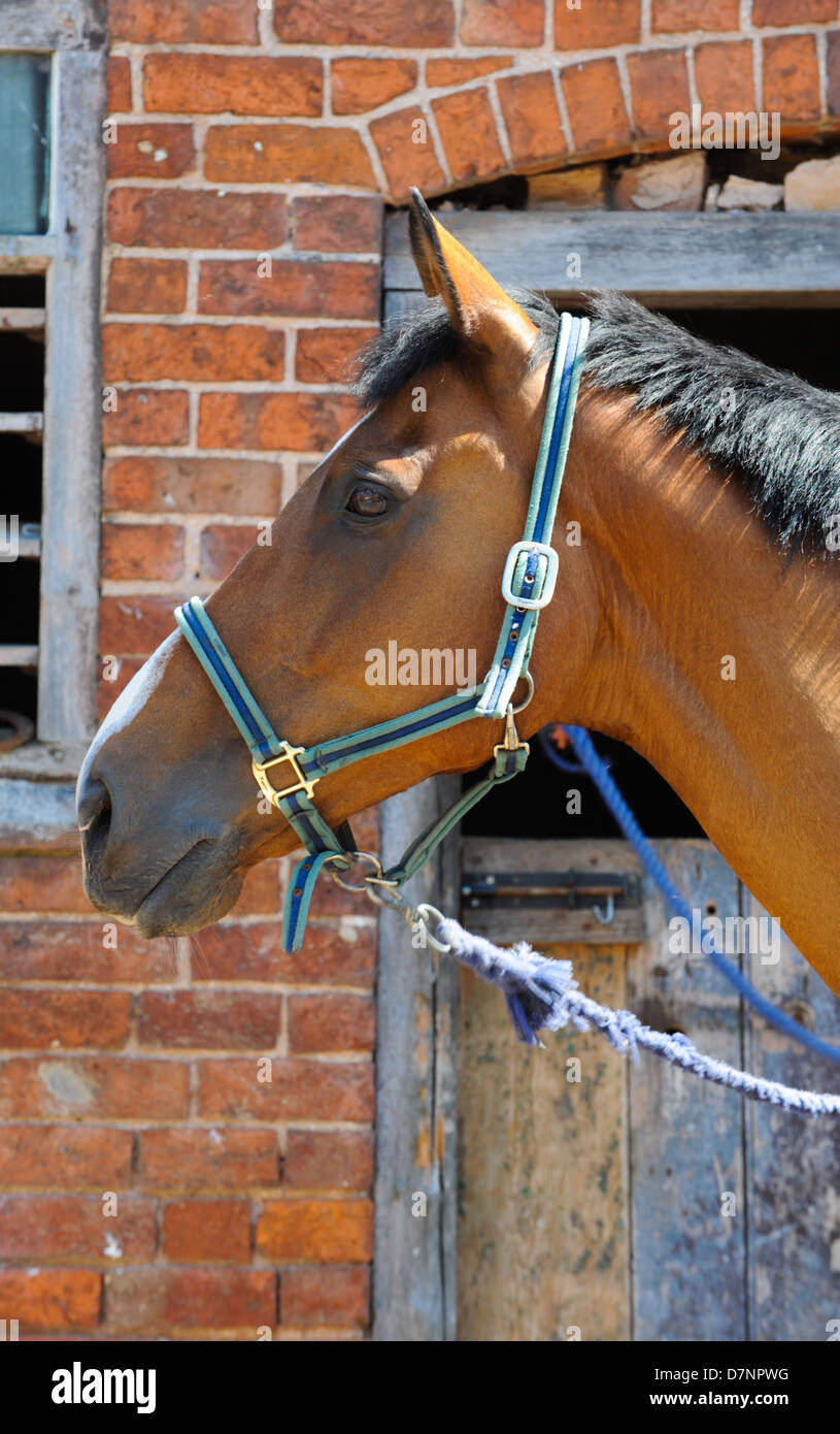 Horse with bridle Stock Photo Alamy