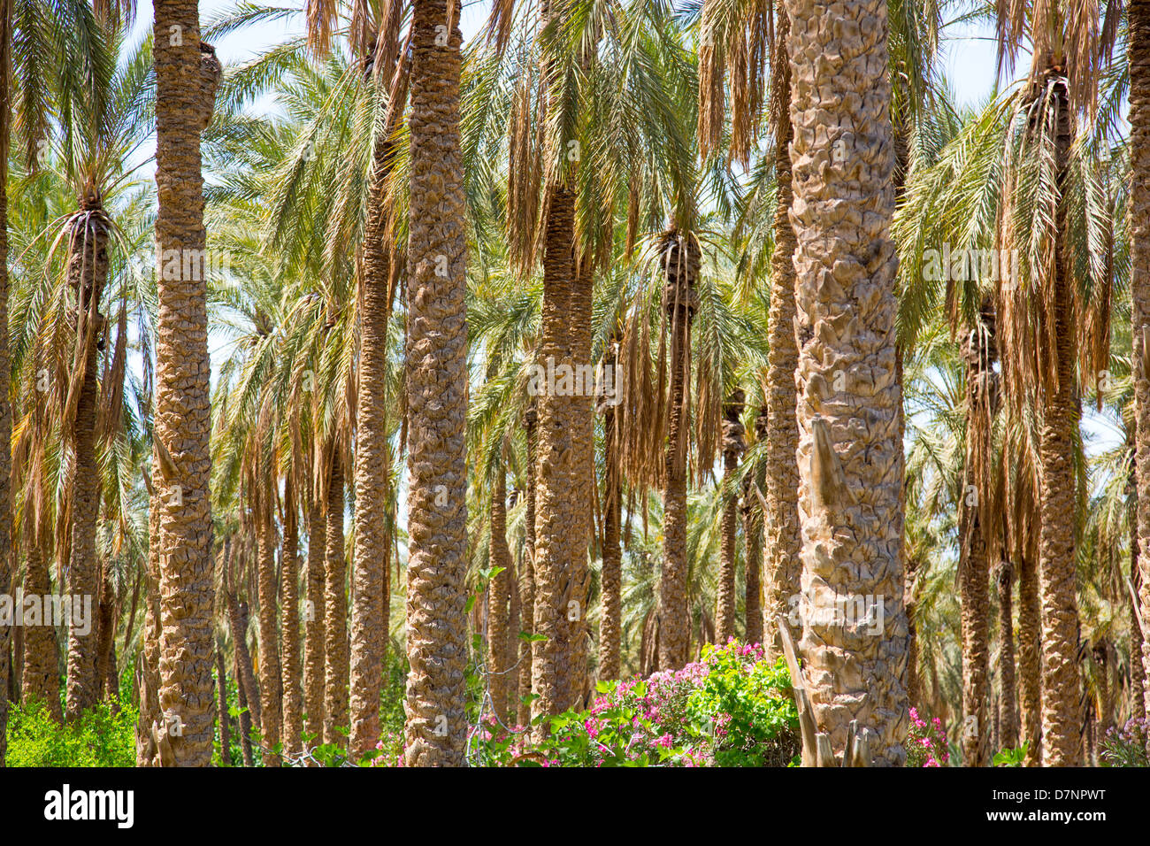 Date palms, Palmerie of Tozeur Tunisia Stock Photo