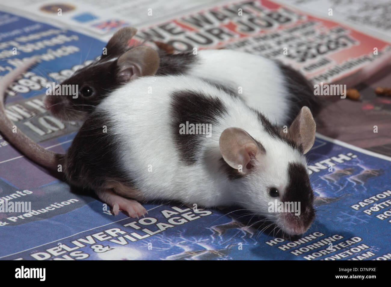 Domestic Pet Black and White or Pied Mice (Mus musculus Stock Photo - Alamy