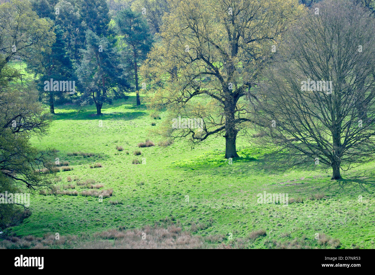 Boughton Monchelsea village, Kent, England. Boughton Monchelsea deer
