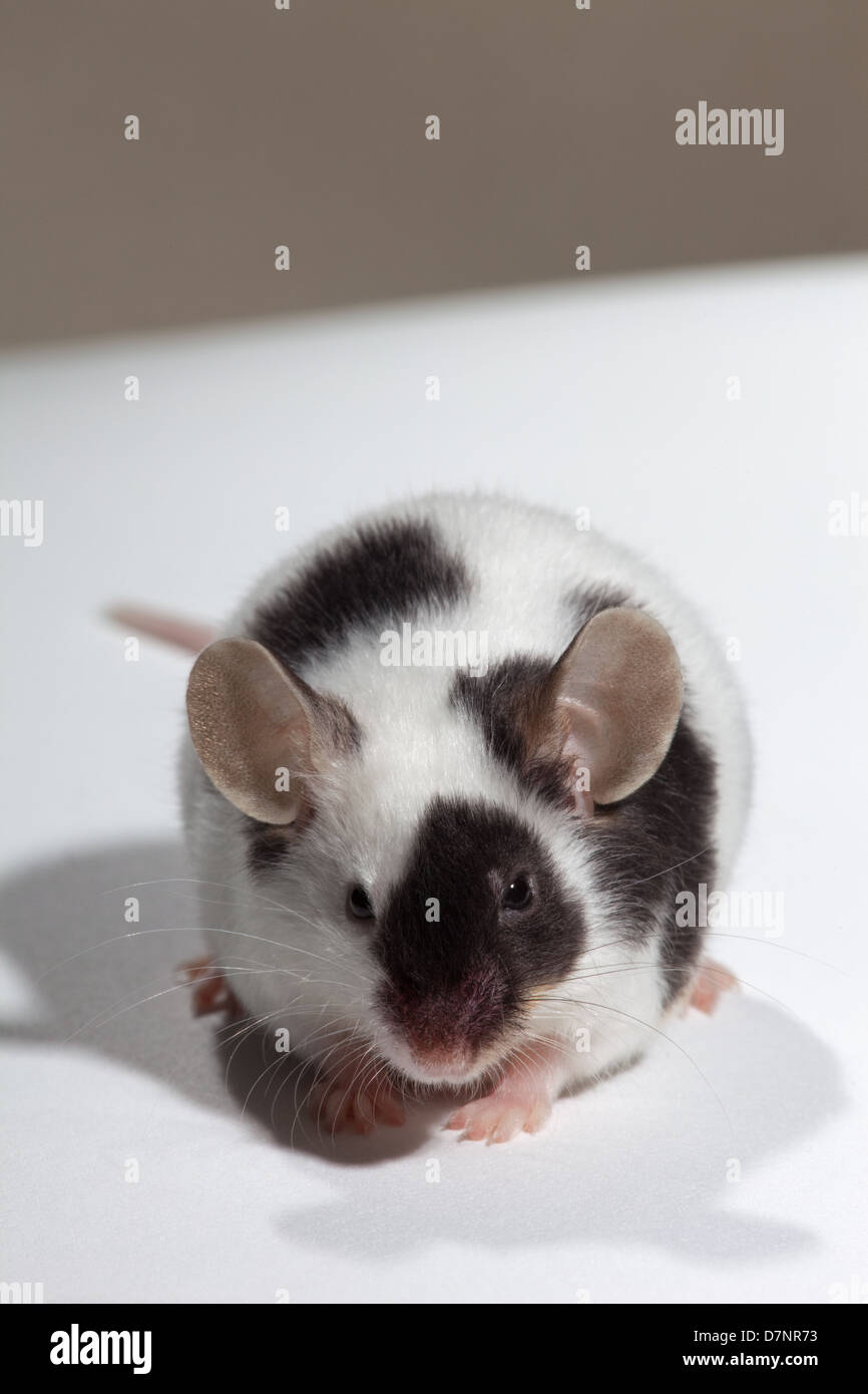 SOURIS BLANCHE stock photo. Image of rodent, pair, musculus - 170403788