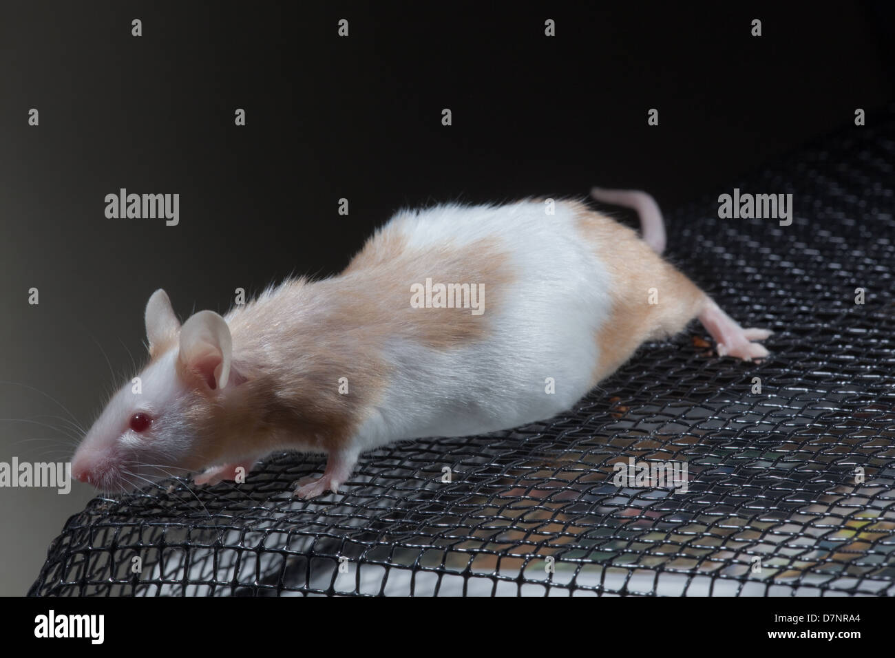 Pregnant Feeder Mouse