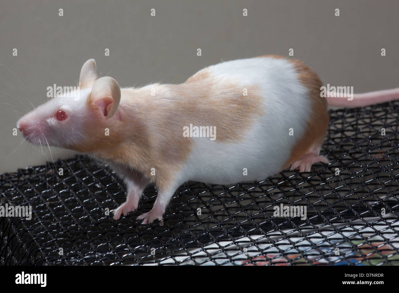 Domestic Pet Fawn and White or Skewbald Mouse (Mus musculus). Pregnant or  gravid female. Approaching full term Stock Photo - Alamy