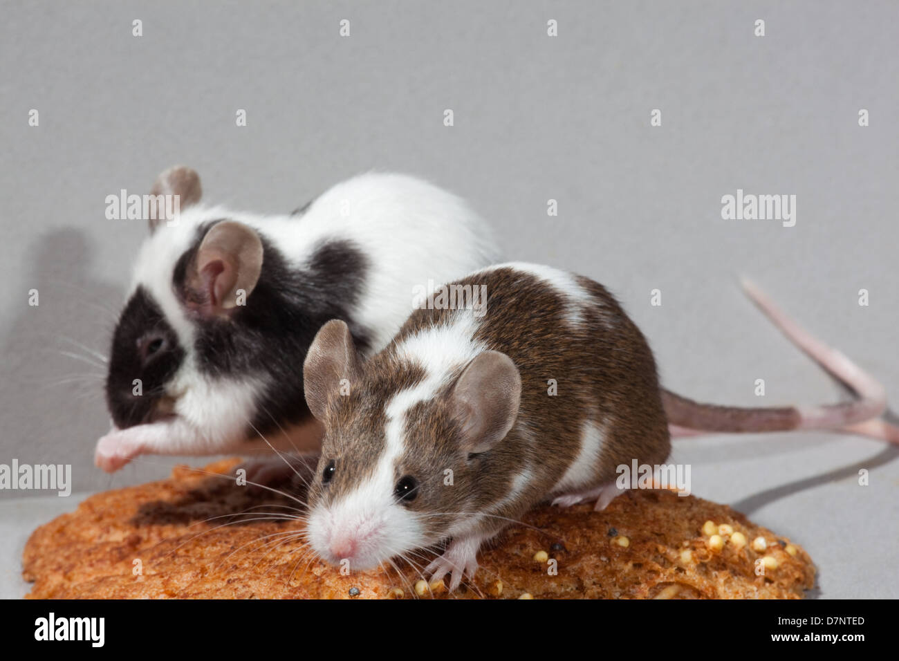 Domesticated Pet Fancy Mice (Mus musculus). Stock Photo