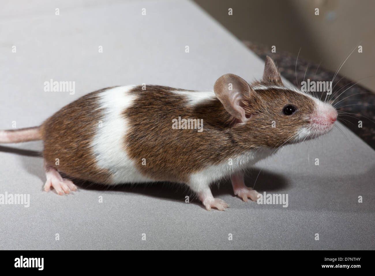 Tame Pet Mouse. (Mus musculus). Skewbald, or brown and white, colour form. Stock Photo