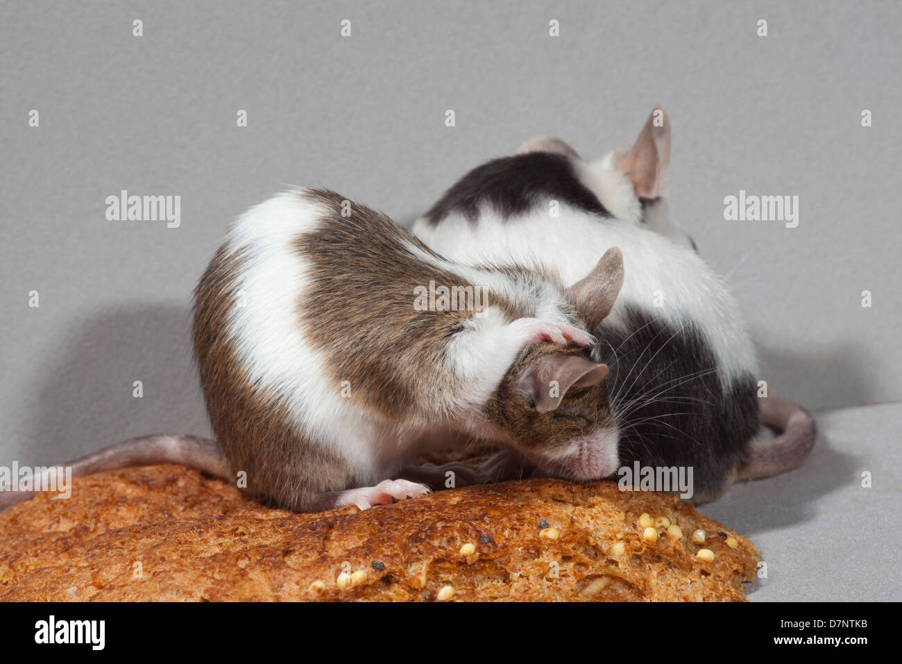 Pet Fancy Mice (Mus musculus). Skewbald, brown and white, Piebald, black and white, self grooming. Sitting on a bread crust. Stock Photo