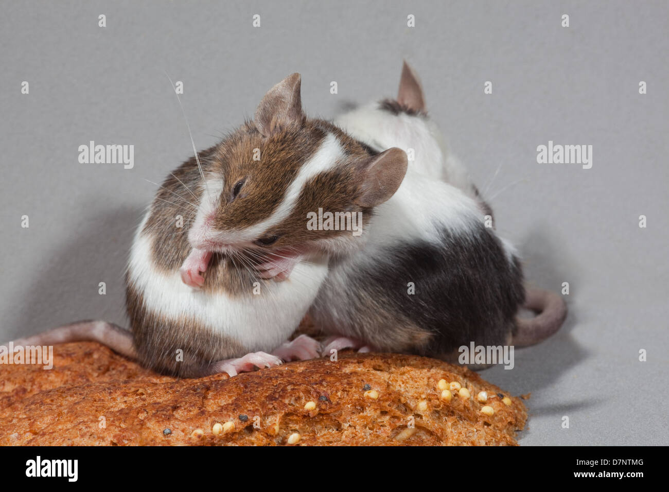 Tame Pet Mice. (Mus musculus). Piebald behind, skewbald front. Self grooming. Stock Photo
