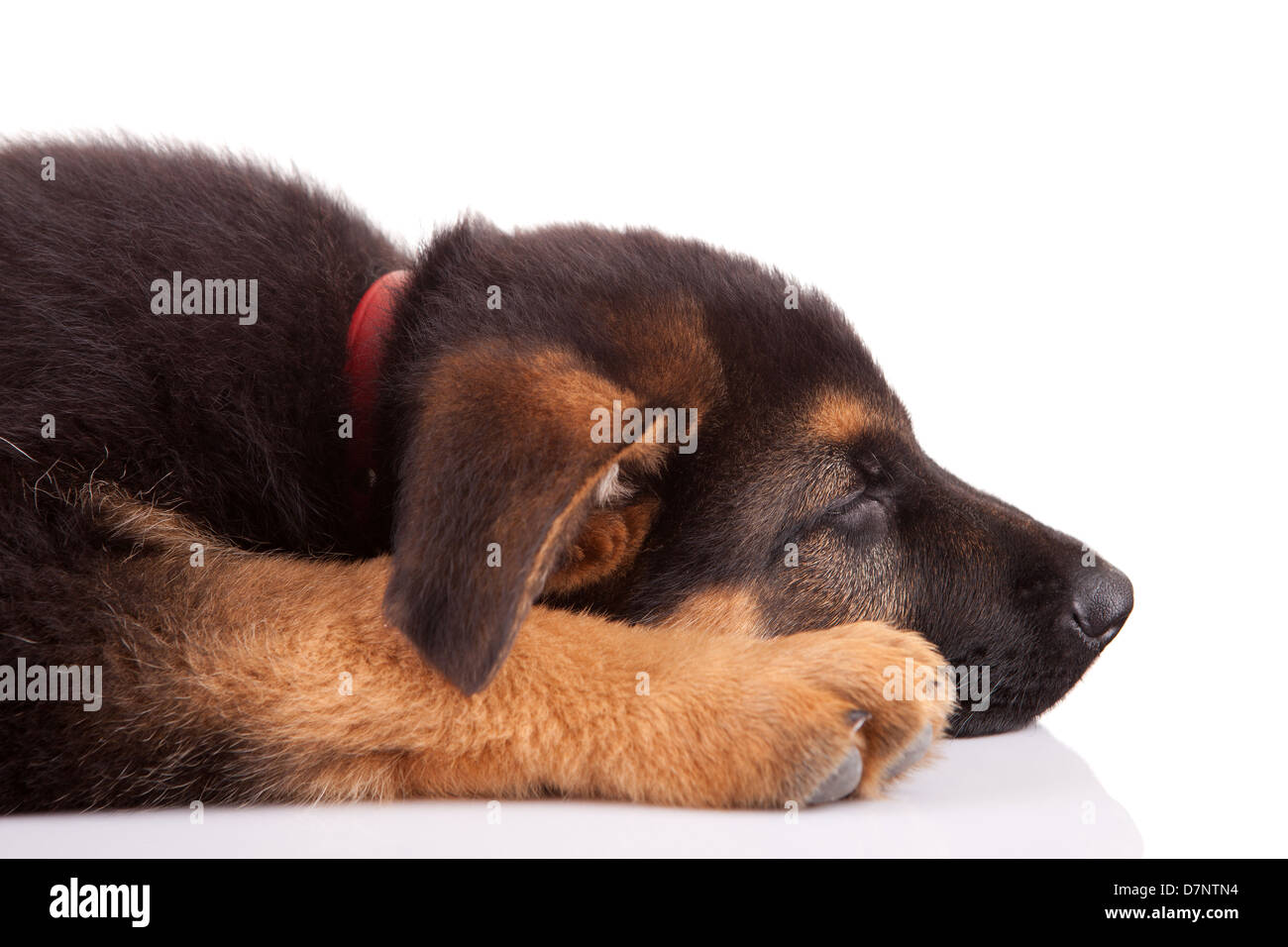 German Shepherd dog, isolated over white Stock Photo