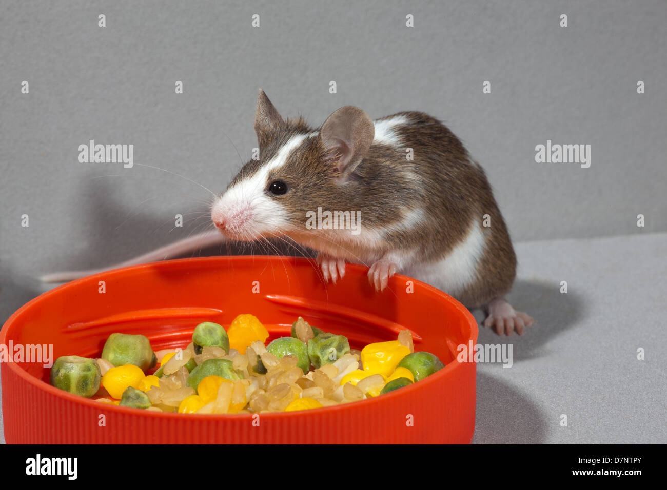 Pet Fancy Mouse (Mus musculus). Skewbald, brown and white. Sitting alongside a food container. Stock Photo