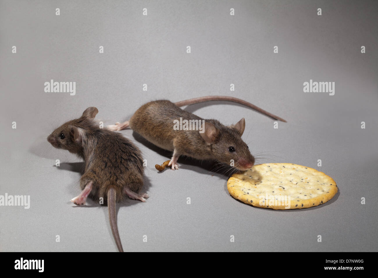 House Mouse Mus musculus Stock Photo
