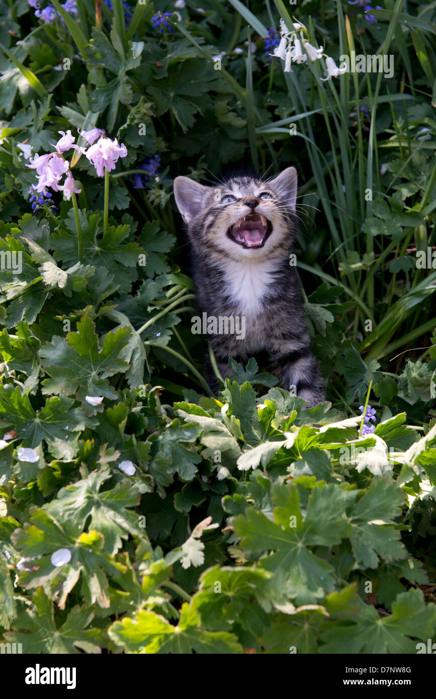 Cute kitten flowers hires stock photography and images Alamy