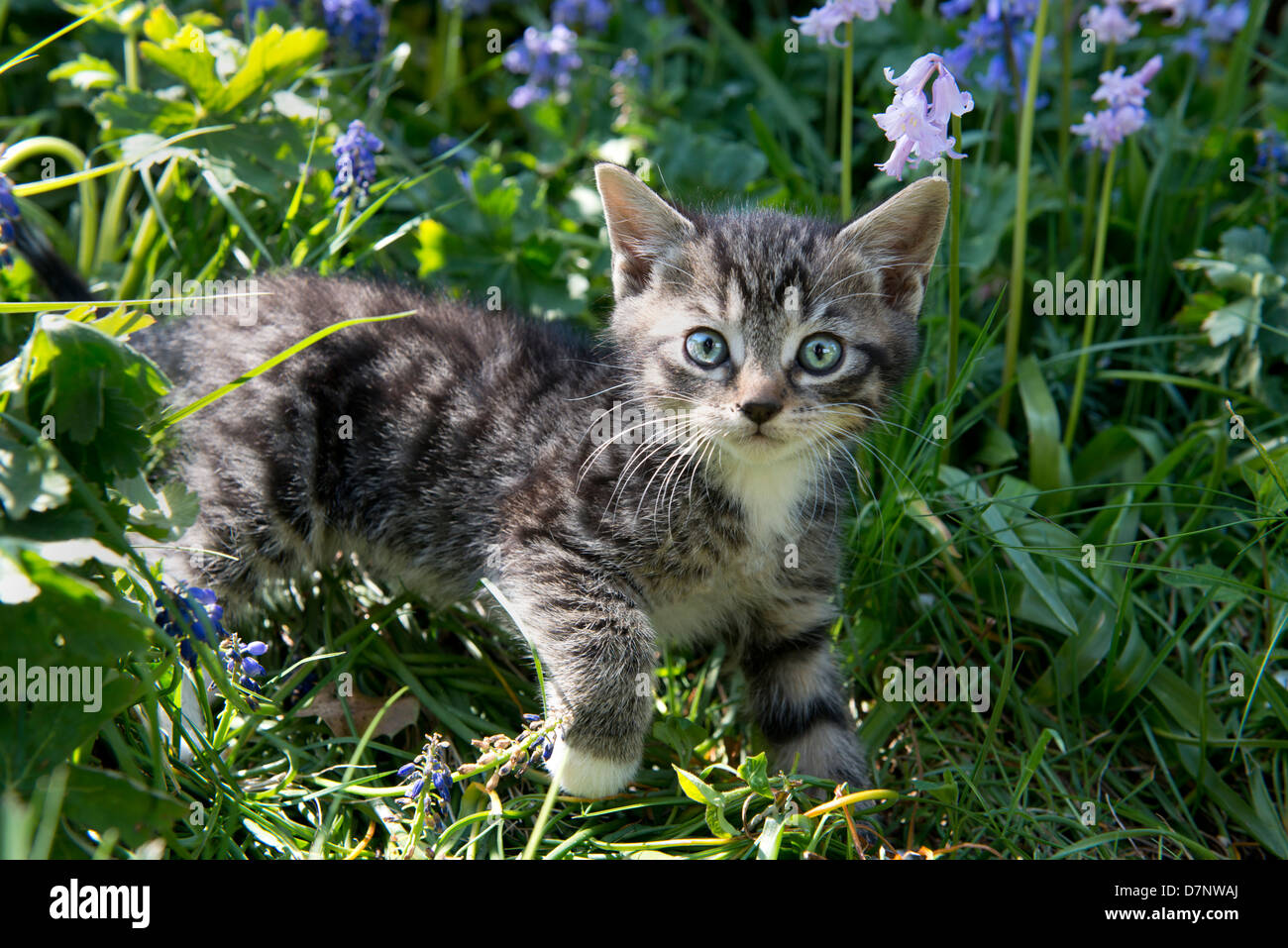 Two month old kitten playing amongst a flower bed Stock Photo Alamy