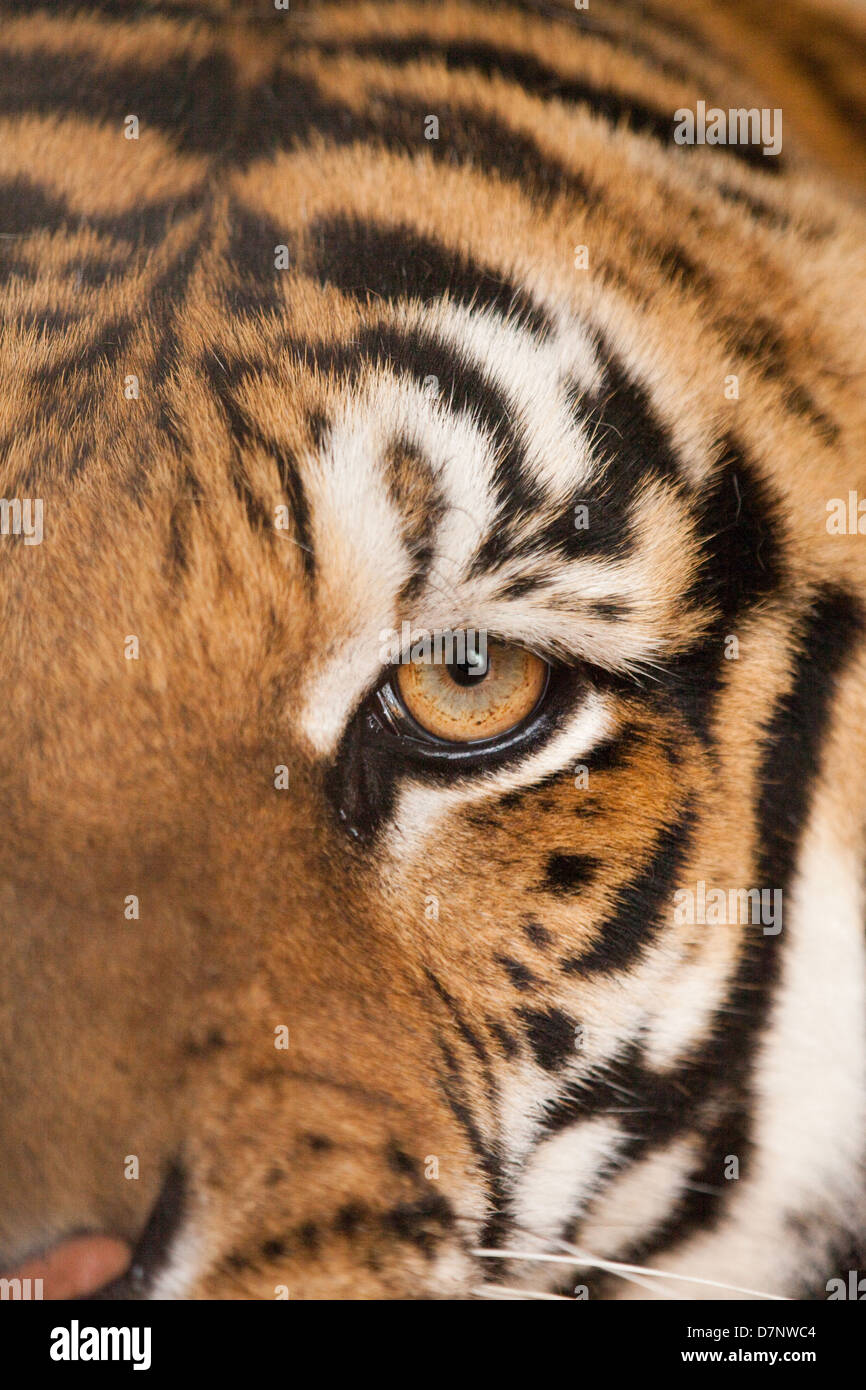 Royal Bengal Tiger (Panthera tigris tigris). Close-up head details. Left eye and surrounding facial markings. Stock Photo