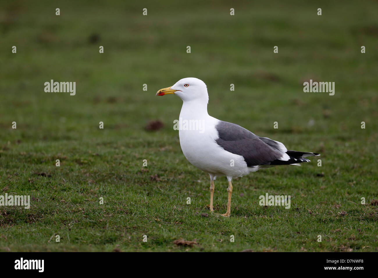 Lesser black-backed gull, Larus fuscus, single bird on grass, Lancashire, April 2013 Stock Photo