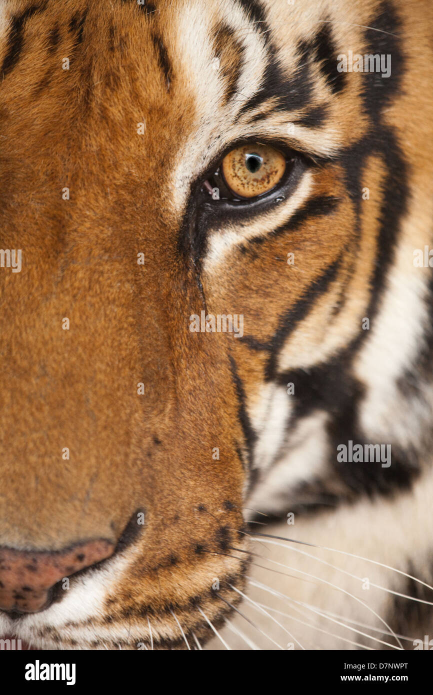 Royal Bengal Tiger (Panthera tigris tigris). Close-up head details. Left eye and surrounding facial markings. Stock Photo