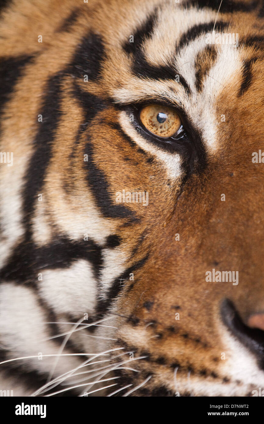 Beautiful bengal tiger stock image. Image of close, asia - 225667113