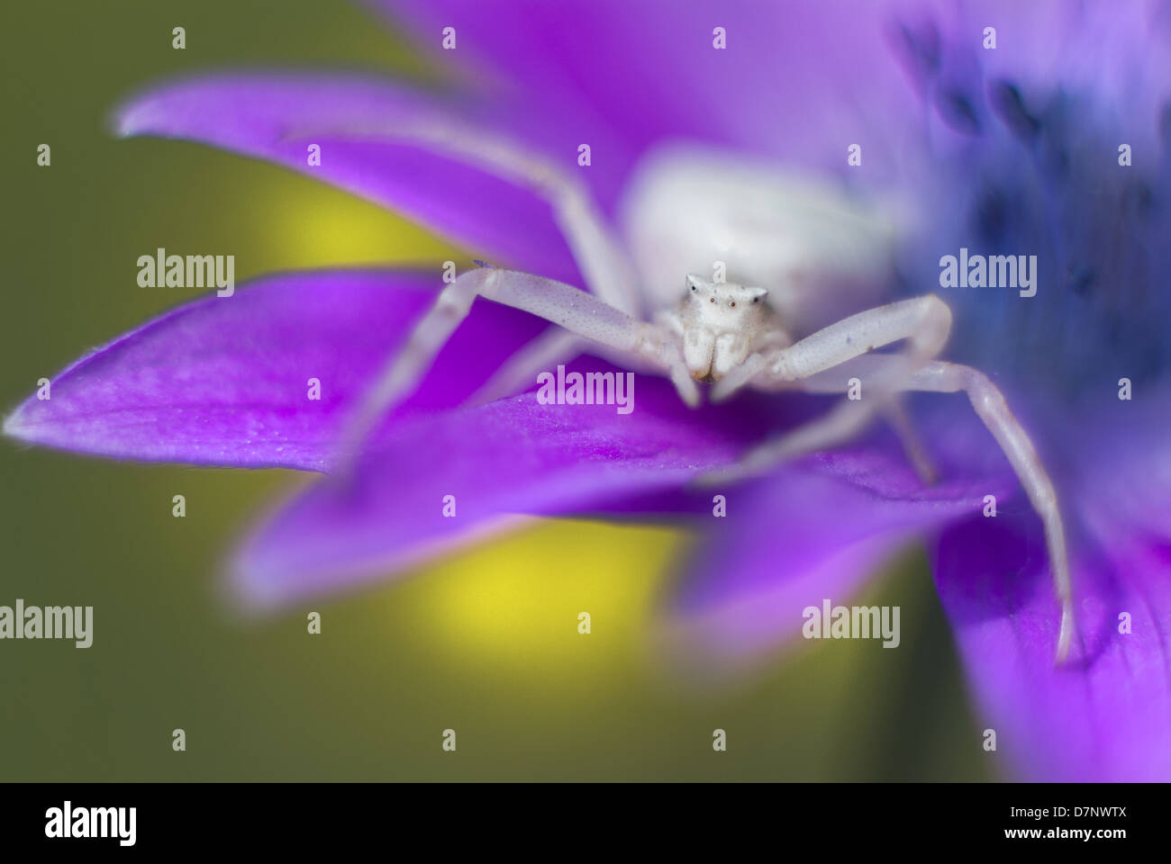 white spider on a flower Stock Photo - Alamy