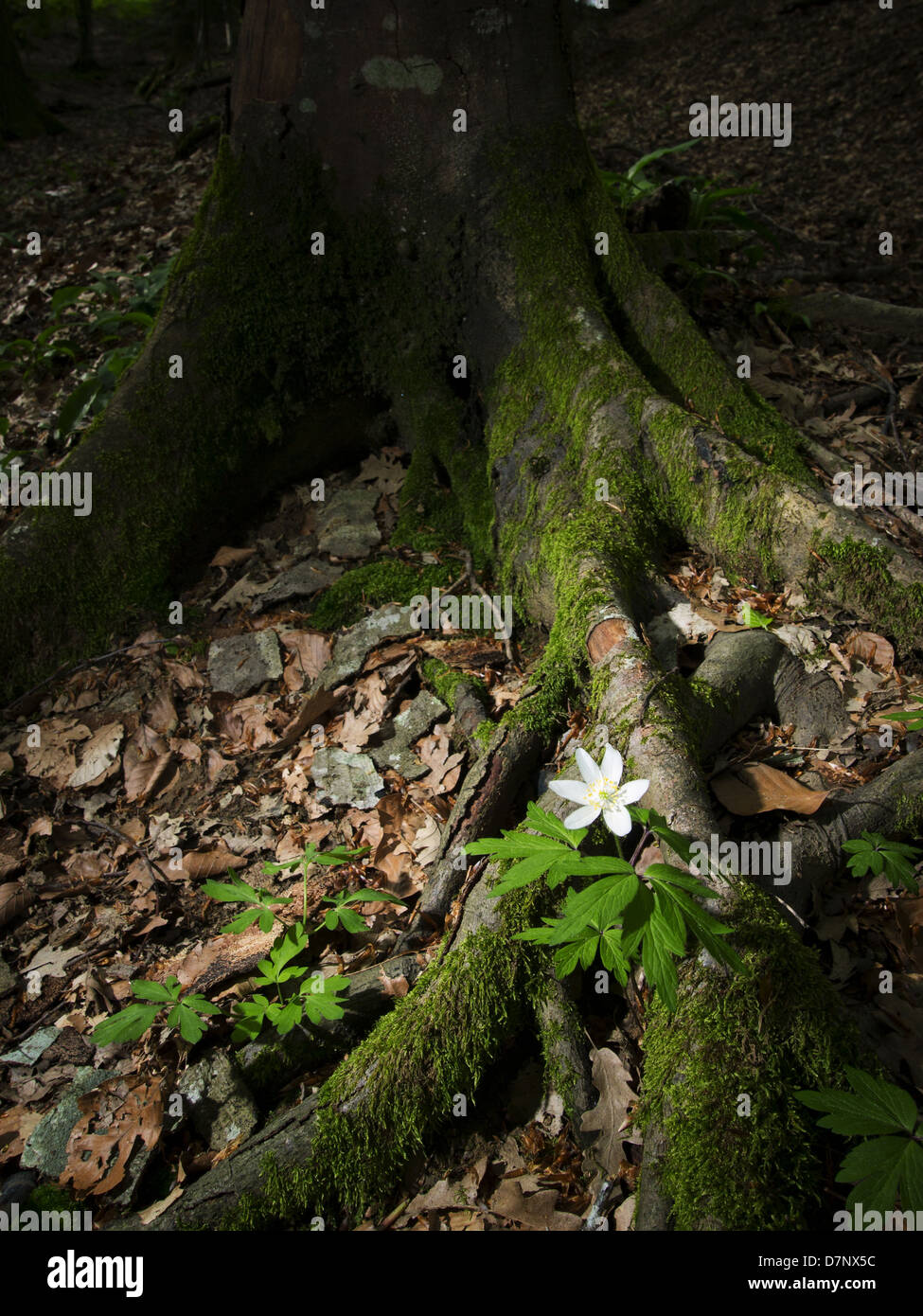 Flower at a tree base (anemone) Stock Photo