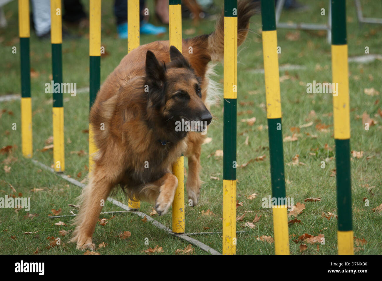 German Shepherd in agility competition Stock Photo Alamy
