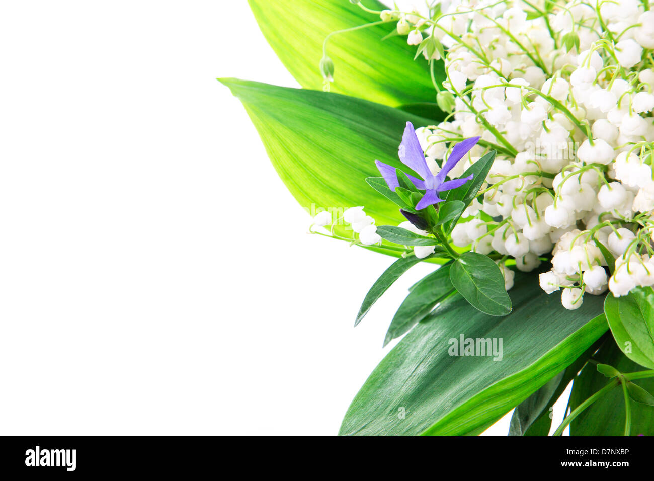 Bouquet of lilies of the valley isolated on white background Stock ...