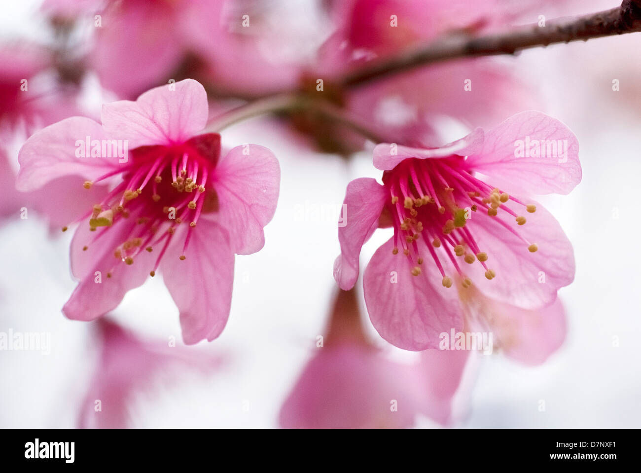 Pink spring sakura flower hi-res stock photography and images - Alamy